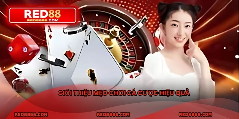 Giới thiệu mẹo chơi cá cược hiệu quả